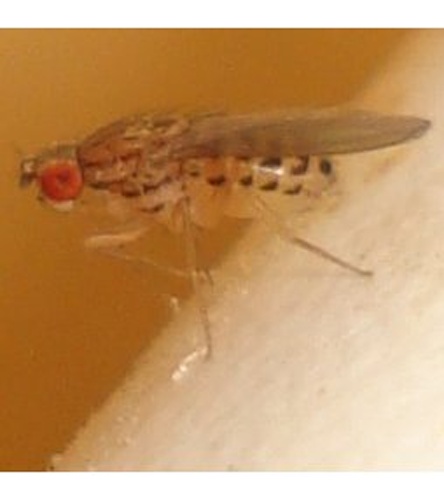 Drosophila busckii © <ul>
<li>
<a href="//commons.wikimedia.org/wiki/File:Drosophila_busckii_01.JPG" title="File:Drosophila busckii 01.JPG">Drosophila_busckii_01.JPG</a>: <a href="//commons.wikimedia.org/wiki/User:Sanja565658" title="User:Sanja565658">Sanja565658</a>
</li>
<li>derivative work: <a href="//commons.wikimedia.org/wiki/User:KimvdLinde" title="User:KimvdLinde">KimvdLinde</a> (<a href="//commons.wikimedia.org/wiki/User_talk:KimvdLinde" title="User talk:KimvdLinde"><span class="signature-talk">talk</span></a>)</li>
</ul>