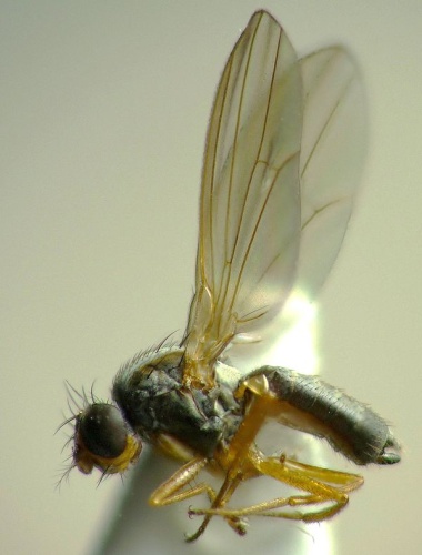 Drosophila funebris © <a href="//commons.wikimedia.org/wiki/User:Show_ryu" title="User:Show ryu">Show ryu</a>