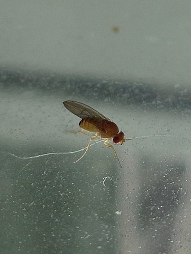 Drosophila immigrans © <a href="//commons.wikimedia.org/wiki/User:AfroBrazilian" title="User:AfroBrazilian">AfroBrazilian</a>