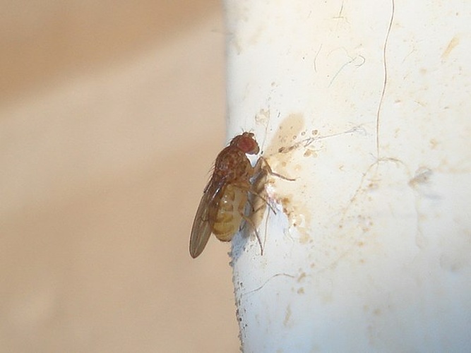 Drosophila repleta © <a href="//commons.wikimedia.org/wiki/User:Sanja565658" title="User:Sanja565658">Sanja565658</a>