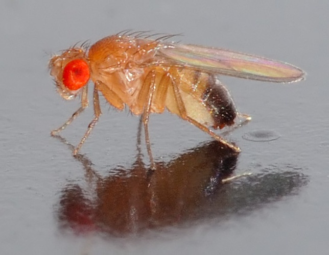 Drosophila melanogaster &copy; <p>André Karwath aka <a href="//commons.wikimedia.org/wiki/User:Aka" title="User:Aka">Aka</a>
</p>