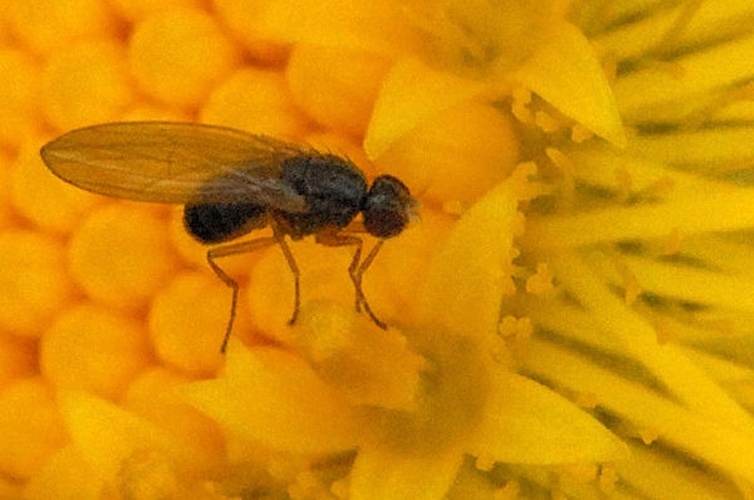 Drosophila obscura © James K. Lindsey