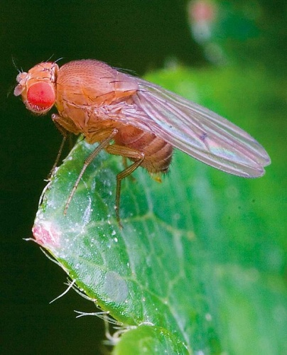Drosophila simulans © Dr Andrew Weeks