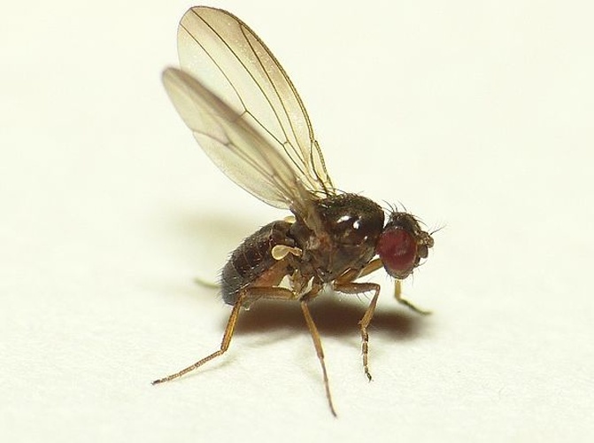 Drosophila tristis &copy; <table style="width:100%; border:1px solid #aaa; background:#efd; text-align:center"><tbody><tr>
<td>
<a href="//commons.wikimedia.org/wiki/File:Aspitates_ochrearia.jpg" class="image"><img alt="Aspitates ochrearia.jpg" src="https://upload.wikimedia.org/wikipedia/commons/thumb/b/bc/Aspitates_ochrearia.jpg/55px-Aspitates_ochrearia.jpg" decoding="async" width="55" height="41" srcset="https://upload.wikimedia.org/wikipedia/commons/thumb/b/bc/Aspitates_ochrearia.jpg/83px-Aspitates_ochrearia.jpg 1.5x, https://upload.wikimedia.org/wikipedia/commons/thumb/b/bc/Aspitates_ochrearia.jpg/110px-Aspitates_ochrearia.jpg 2x" data-file-width="800" data-file-height="600"></a>
</td>
<td>This image is created by user <a rel="nofollow" class="external text" href="http://waarneming.nl/user/photos/19474">Dick Belgers</a> at <a rel="nofollow" class="external text" href="http://waarneming.nl/">waarneming.nl</a>, a source of nature observations in the Netherlands.
</td>
</tr></tbody></table>
