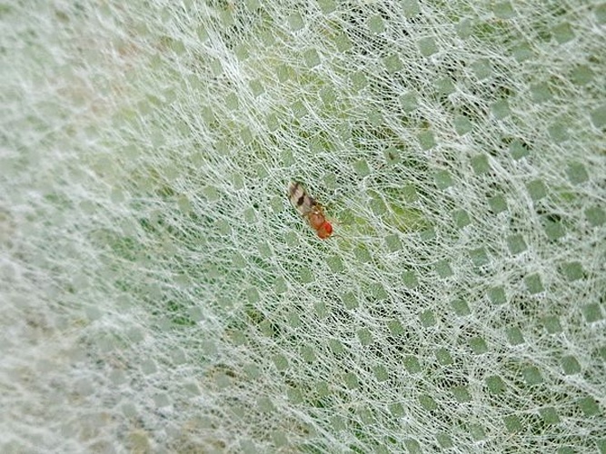 Chymomyza amoena &copy; <a href="//commons.wikimedia.org/wiki/User:AfroBrazilian" title="User:AfroBrazilian">AfroBrazilian</a>