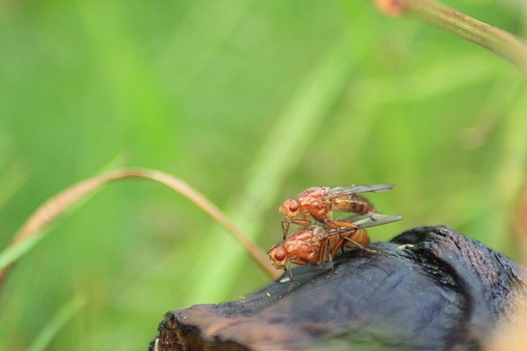 Neuroctena anilis &copy; <a href="//commons.wikimedia.org/wiki/User:Rex_shock" title="User:Rex shock">Rex shock</a> Richard Andre Ingebrigtsen