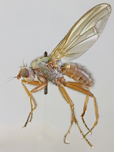 Scoliocentra villosa © <a rel="nofollow" class="external text" href="https://www.flickr.com/people/130093583@N04">Janet Graham</a>