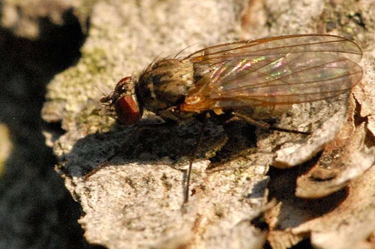 Morpholeria ruficornis © James K. Lindsey