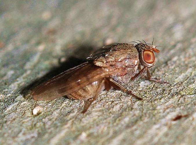 Minettia fasciata © <a href="//commons.wikimedia.org/wiki/User:Alvesgaspar" title="User:Alvesgaspar">Alvesgaspar</a>