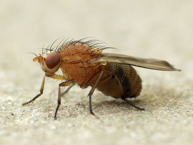 Minettia inusta &copy; <a href="//www.flickr.com/people/92899351@N08" class="extiw" title="flickruser:92899351@N08">Martin Cooper</a>