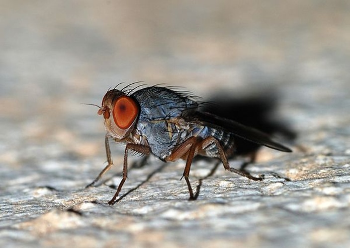 Prosopomyia pallida © Alvesgaspar