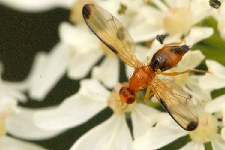 Temnosira saltuum © James K. Lindsey