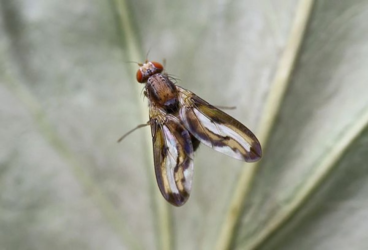 Toxoneura muliebris &copy; Entomart