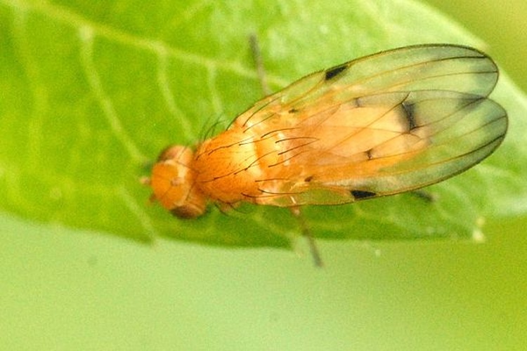 Toxoneura quinquemaculata © James K. Lindsey