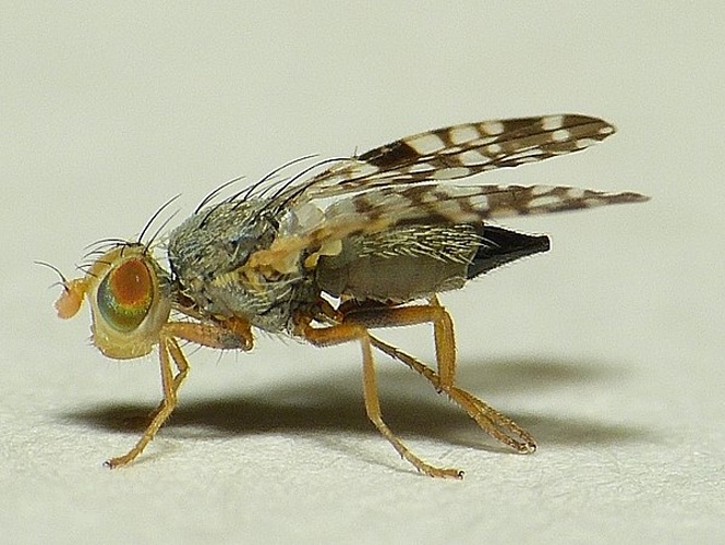 Campiglossa absinthii © <table style="width:100%; border:1px solid #aaa; background:#efd; text-align:center"><tbody><tr>
<td>
<a href="//commons.wikimedia.org/wiki/File:Aspitates_ochrearia.jpg" class="image"><img alt="Aspitates ochrearia.jpg" src="https://upload.wikimedia.org/wikipedia/commons/thumb/b/bc/Aspitates_ochrearia.jpg/55px-Aspitates_ochrearia.jpg" decoding="async" width="55" height="41" srcset="https://upload.wikimedia.org/wikipedia/commons/thumb/b/bc/Aspitates_ochrearia.jpg/83px-Aspitates_ochrearia.jpg 1.5x, https://upload.wikimedia.org/wikipedia/commons/thumb/b/bc/Aspitates_ochrearia.jpg/110px-Aspitates_ochrearia.jpg 2x" data-file-width="800" data-file-height="600"></a>
</td>
<td>This image is created by user <a rel="nofollow" class="external text" href="http://waarneming.nl/user/photos/19474">Dick Belgers</a> at <a rel="nofollow" class="external text" href="http://waarneming.nl/">waarneming.nl</a>, a source of nature observations in the Netherlands.
</td>
</tr></tbody></table>