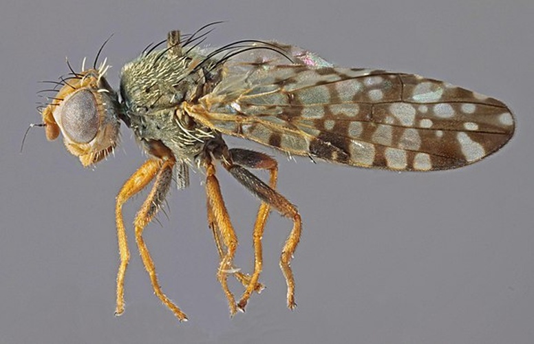 Campiglossa loewiana © <a rel="nofollow" class="external text" href="https://www.flickr.com/people/130093583@N04">Janet Graham</a>