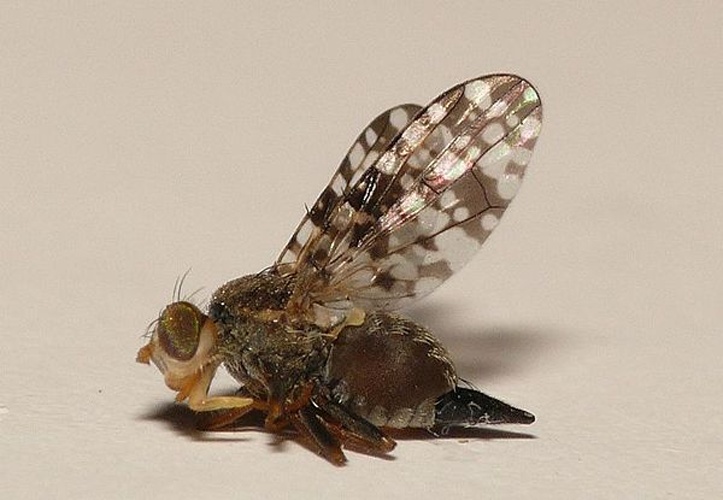 Campiglossa producta © <table style="width:100%; border:1px solid #aaa; background:#efd; text-align:center"><tbody><tr>
<td>
<a href="//commons.wikimedia.org/wiki/File:Aspitates_ochrearia.jpg" class="image"><img alt="Aspitates ochrearia.jpg" src="https://upload.wikimedia.org/wikipedia/commons/thumb/b/bc/Aspitates_ochrearia.jpg/55px-Aspitates_ochrearia.jpg" decoding="async" width="55" height="41" srcset="https://upload.wikimedia.org/wikipedia/commons/thumb/b/bc/Aspitates_ochrearia.jpg/83px-Aspitates_ochrearia.jpg 1.5x, https://upload.wikimedia.org/wikipedia/commons/thumb/b/bc/Aspitates_ochrearia.jpg/110px-Aspitates_ochrearia.jpg 2x" data-file-width="800" data-file-height="600"></a>
</td>
<td>This image is created by user <a rel="nofollow" class="external text" href="http://waarneming.nl/user/photos/19474">Dick Belgers</a> at <a rel="nofollow" class="external text" href="http://waarneming.nl/">waarneming.nl</a>, a source of nature observations in the Netherlands.
</td>
</tr></tbody></table>