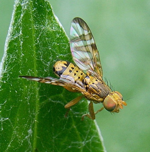 Chaetostomella cylindrica &copy; Siga