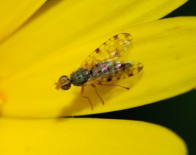 Dioxyna bidentis &copy; <a href="//commons.wikimedia.org/wiki/User:Alvesgaspar" title="User:Alvesgaspar">Alvesgaspar</a>