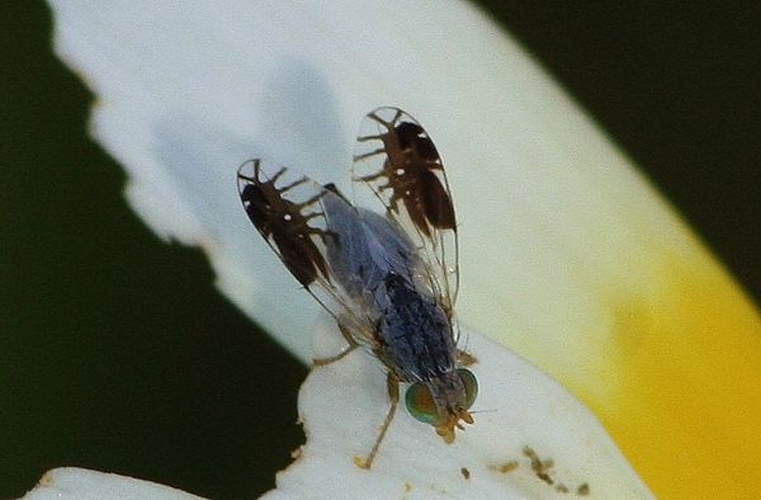 Tephritis divisa © Luis Nunes Alberto