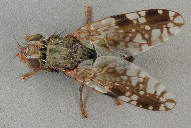 Tephritis neesii © <a rel="nofollow" class="external text" href="https://www.flickr.com/people/130093583@N04">Janet Graham</a>