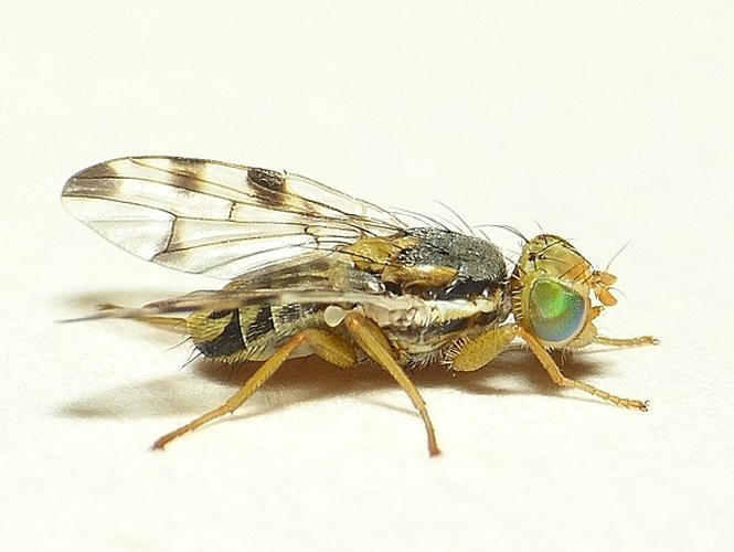 Terellia ruficauda © <table style="width:100%; border:1px solid #aaa; background:#efd; text-align:center"><tbody><tr>
<td>
<a href="//commons.wikimedia.org/wiki/File:Aspitates_ochrearia.jpg" class="image"><img alt="Aspitates ochrearia.jpg" src="https://upload.wikimedia.org/wikipedia/commons/thumb/b/bc/Aspitates_ochrearia.jpg/55px-Aspitates_ochrearia.jpg" decoding="async" width="55" height="41" srcset="https://upload.wikimedia.org/wikipedia/commons/thumb/b/bc/Aspitates_ochrearia.jpg/83px-Aspitates_ochrearia.jpg 1.5x, https://upload.wikimedia.org/wikipedia/commons/thumb/b/bc/Aspitates_ochrearia.jpg/110px-Aspitates_ochrearia.jpg 2x" data-file-width="800" data-file-height="600"></a>
</td>
<td>This image is created by user <a rel="nofollow" class="external text" href="http://waarneming.nl/user/photos/19474">Dick Belgers</a> at <a rel="nofollow" class="external text" href="http://waarneming.nl/">waarneming.nl</a>, a source of nature observations in the Netherlands.
</td>
</tr></tbody></table>