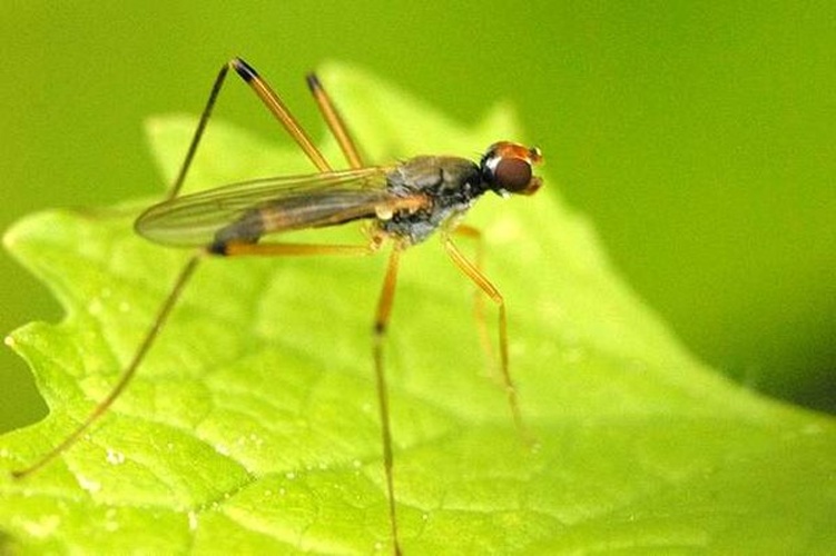 Neria cibaria &copy; James K. Lindsey
