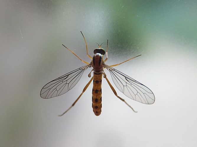 Vermileo vermileo &copy; <a href="//commons.wikimedia.org/wiki/User:Syrio" title="User:Syrio">Syrio</a>