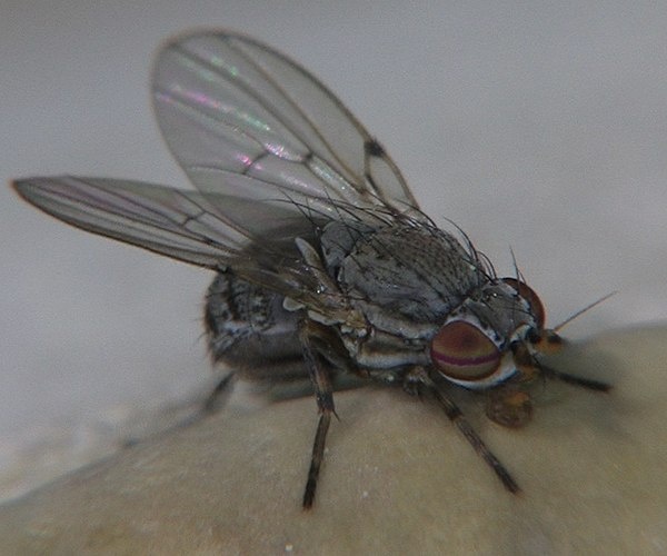 Odinia boletina © <a href="//commons.wikimedia.org/wiki/User:Pristurus" title="User:Pristurus">Pristurus</a>