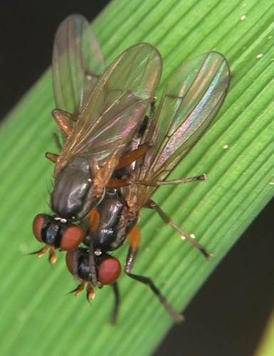 Anticheta atriseta &copy; <a href="//commons.wikimedia.org/wiki/User:Pristurus" title="User:Pristurus">Pristurus</a>