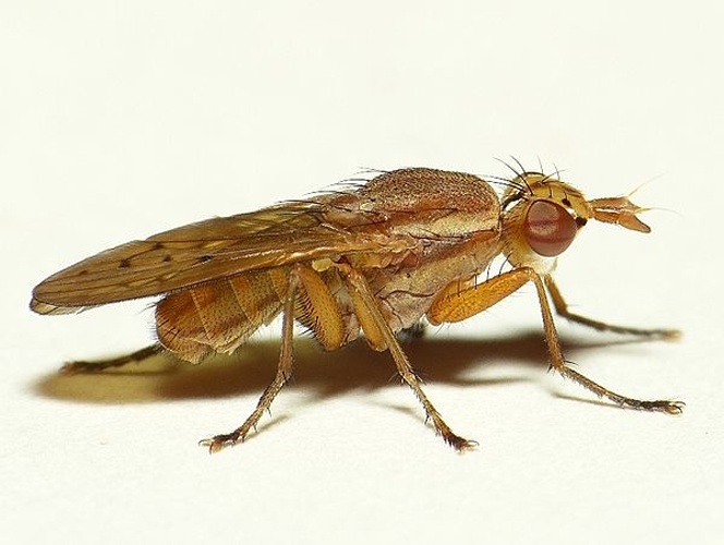 Ilione albiseta &copy; <table style="width:100%; border:1px solid #aaa; background:#efd; text-align:center"><tbody><tr>
<td>
<a href="//commons.wikimedia.org/wiki/File:Aspitates_ochrearia.jpg" class="image"><img alt="Aspitates ochrearia.jpg" src="https://upload.wikimedia.org/wikipedia/commons/thumb/b/bc/Aspitates_ochrearia.jpg/55px-Aspitates_ochrearia.jpg" decoding="async" width="55" height="41" srcset="https://upload.wikimedia.org/wikipedia/commons/thumb/b/bc/Aspitates_ochrearia.jpg/83px-Aspitates_ochrearia.jpg 1.5x, https://upload.wikimedia.org/wikipedia/commons/thumb/b/bc/Aspitates_ochrearia.jpg/110px-Aspitates_ochrearia.jpg 2x" data-file-width="800" data-file-height="600"></a>
</td>
<td>This image is created by user <a rel="nofollow" class="external text" href="http://waarneming.nl/user/photos/19474">Dick Belgers</a> at <a rel="nofollow" class="external text" href="http://waarneming.nl/">waarneming.nl</a>, a source of nature observations in the Netherlands.
</td>
</tr></tbody></table>