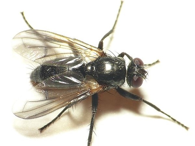 Paykullia maculata &copy; <table style="width:100%; border:1px solid #aaa; background:#efd; text-align:center"><tbody><tr>
<td>
<a href="//commons.wikimedia.org/wiki/File:Aspitates_ochrearia.jpg" class="image"><img alt="Aspitates ochrearia.jpg" src="https://upload.wikimedia.org/wikipedia/commons/thumb/b/bc/Aspitates_ochrearia.jpg/55px-Aspitates_ochrearia.jpg" decoding="async" width="55" height="41" srcset="https://upload.wikimedia.org/wikipedia/commons/thumb/b/bc/Aspitates_ochrearia.jpg/83px-Aspitates_ochrearia.jpg 1.5x, https://upload.wikimedia.org/wikipedia/commons/thumb/b/bc/Aspitates_ochrearia.jpg/110px-Aspitates_ochrearia.jpg 2x" data-file-width="800" data-file-height="600"></a>
</td>
<td>This image is created by user <a rel="nofollow" class="external text" href="http://waarneming.nl/user/photos/19474">Dick Belgers</a> at <a rel="nofollow" class="external text" href="http://waarneming.nl/">waarneming.nl</a>, a source of nature observations in the Netherlands.
</td>
</tr></tbody></table>