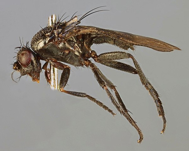 Spelobia clunipes &copy; <a rel="nofollow" class="external text" href="https://www.flickr.com/people/130093583@N04">Janet Graham</a>