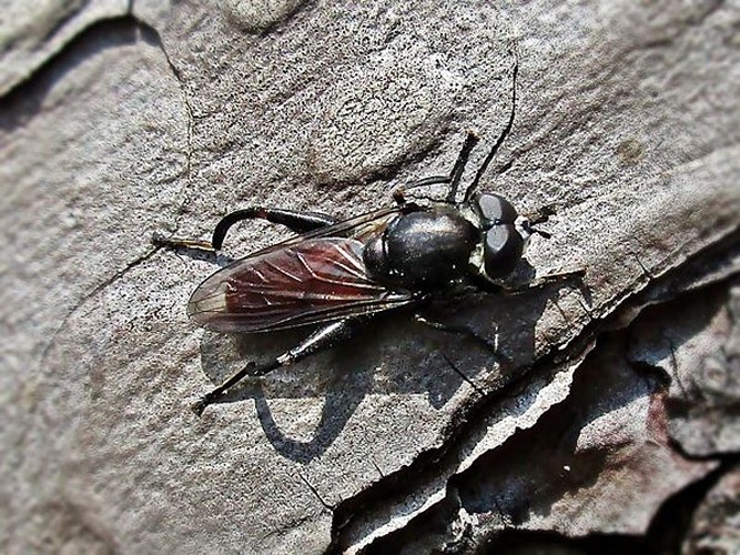 Chalcosyrphus piger © <a href="//commons.wikimedia.org/wiki/User:Bj.schoenmakers" title="User:Bj.schoenmakers">Bj.schoenmakers</a>