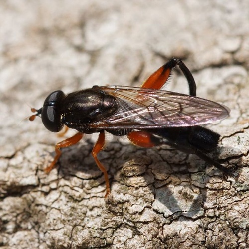 Chalcosyrphus valgus © <a href="//commons.wikimedia.org/w/index.php?title=User:Manders&amp;action=edit&amp;redlink=1" class="new" title="User:Manders (page does not exist)">Martin Andersson</a>