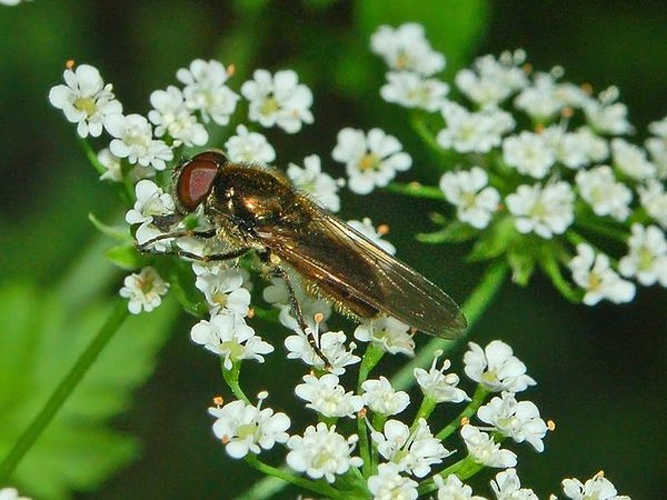 Cheilosia latifrons &copy; <a href="//commons.wikimedia.org/wiki/User:Hectonichus" title="User:Hectonichus">Hectonichus</a>
