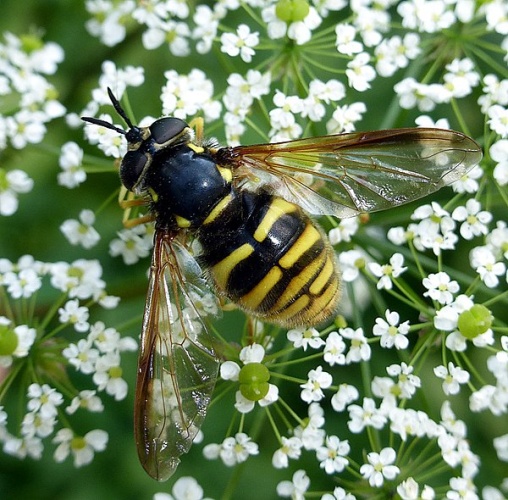Chrysotoxum fasciolatum &copy; <a rel="nofollow" class="external text" href="https://www.biolib.cz/en/person/id7376/">Matej Schwarz</a>