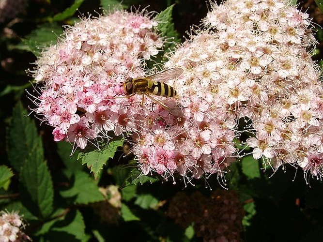 Epistrophe flava &copy; <a href="//commons.wikimedia.org/wiki/User:Uwe_W." title="User:Uwe W.">Uwe W.</a>