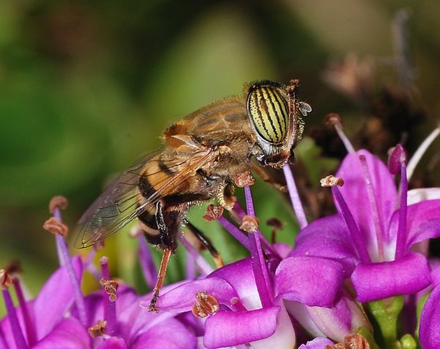 Eristalinus taeniops &copy; <a href="//commons.wikimedia.org/wiki/User:Alvesgaspar" title="User:Alvesgaspar">Alvesgaspar</a>