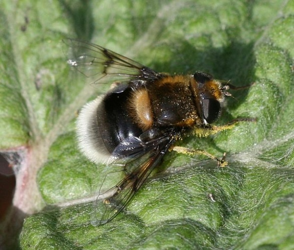 Eristalis intricaria &copy; <a href="//commons.wikimedia.org/w/index.php?title=User:Sandy_Rae&amp;action=edit&amp;redlink=1" class="new" title="User:Sandy Rae (page does not exist)">Sandy Rae</a>