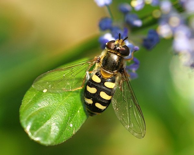 Eupeodes luniger &copy; <a rel="nofollow" class="external text" href="https://www.flickr.com/people/32653656@N03">JerryL2008</a>