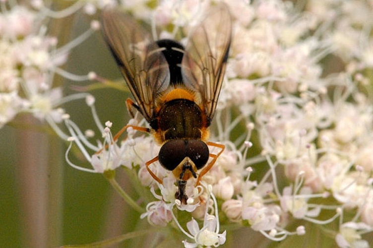 Leucozona glaucia © James K. Lindsey