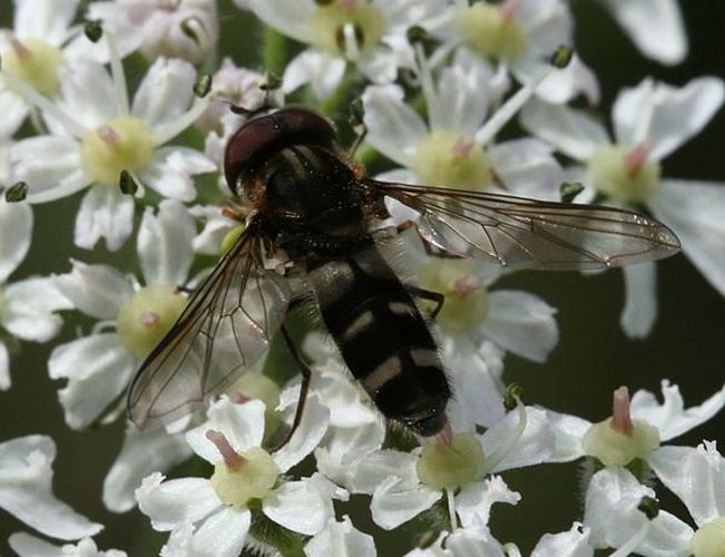 Leucozona laternaria © <a href="//commons.wikimedia.org/w/index.php?title=User:Sandy_Rae&amp;action=edit&amp;redlink=1" class="new" title="User:Sandy Rae (page does not exist)">Sandy Rae</a>