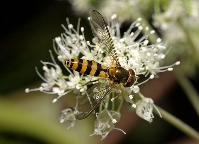 Meliscaeva cinctella &copy; <a href="//commons.wikimedia.org/wiki/User:Kulac" title="User:Kulac">Kulac</a>