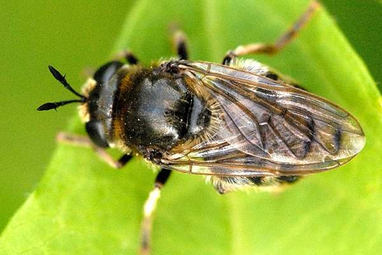 Microdon analis &copy; James K. Lindsey