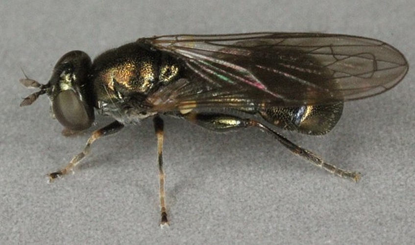 Neoascia tenur &copy; <a rel="nofollow" class="external text" href="https://www.flickr.com/people/130093583@N04">Janet Graham</a>