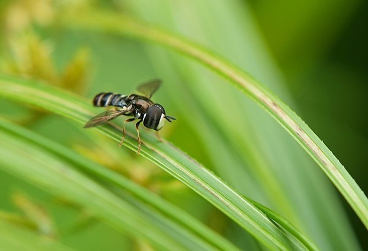 Paragus pecchiolii © <a href="//commons.wikimedia.org/w/index.php?title=User:Prolympusphoto&amp;action=edit&amp;redlink=1" class="new" title="User:Prolympusphoto (page does not exist)">Prolympusphoto</a>