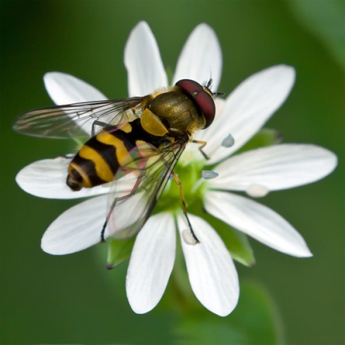 Parasyrphus lineolus © <a href="//commons.wikimedia.org/wiki/User:Richard_Bartz" title="User:Richard Bartz">Richard Bartz</a>