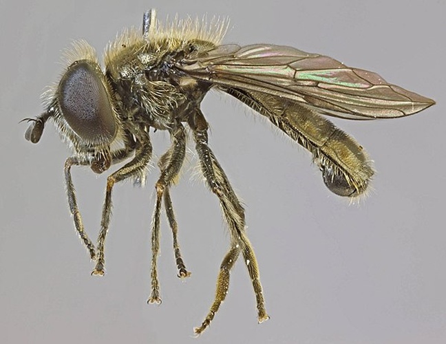 Pipizella viduata &copy; <a rel="nofollow" class="external text" href="https://www.flickr.com/people/130093583@N04">Janet Graham</a>