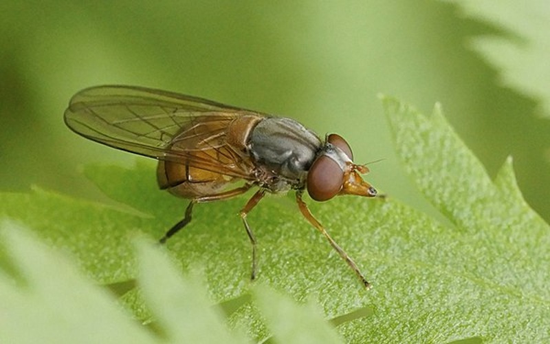 Rhingia borealis © Raimo Peltonen